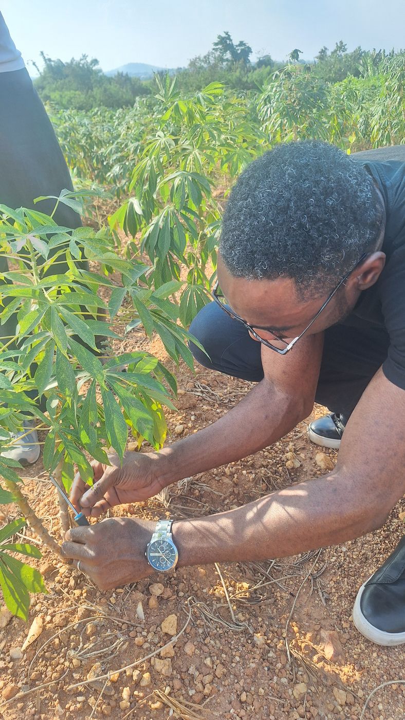 Temitope Odedeyi attaching a sensor to the stem of a cassava plant, with a cassava field and hills behind