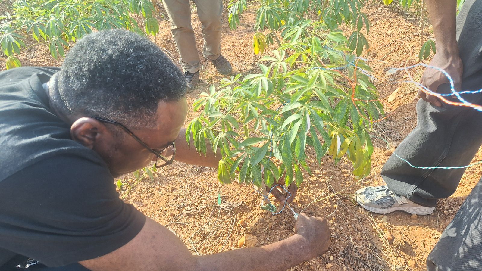 Temitope Odedeyi crouching in a cassava field, fixing a sensor at the base of a young cassava plant