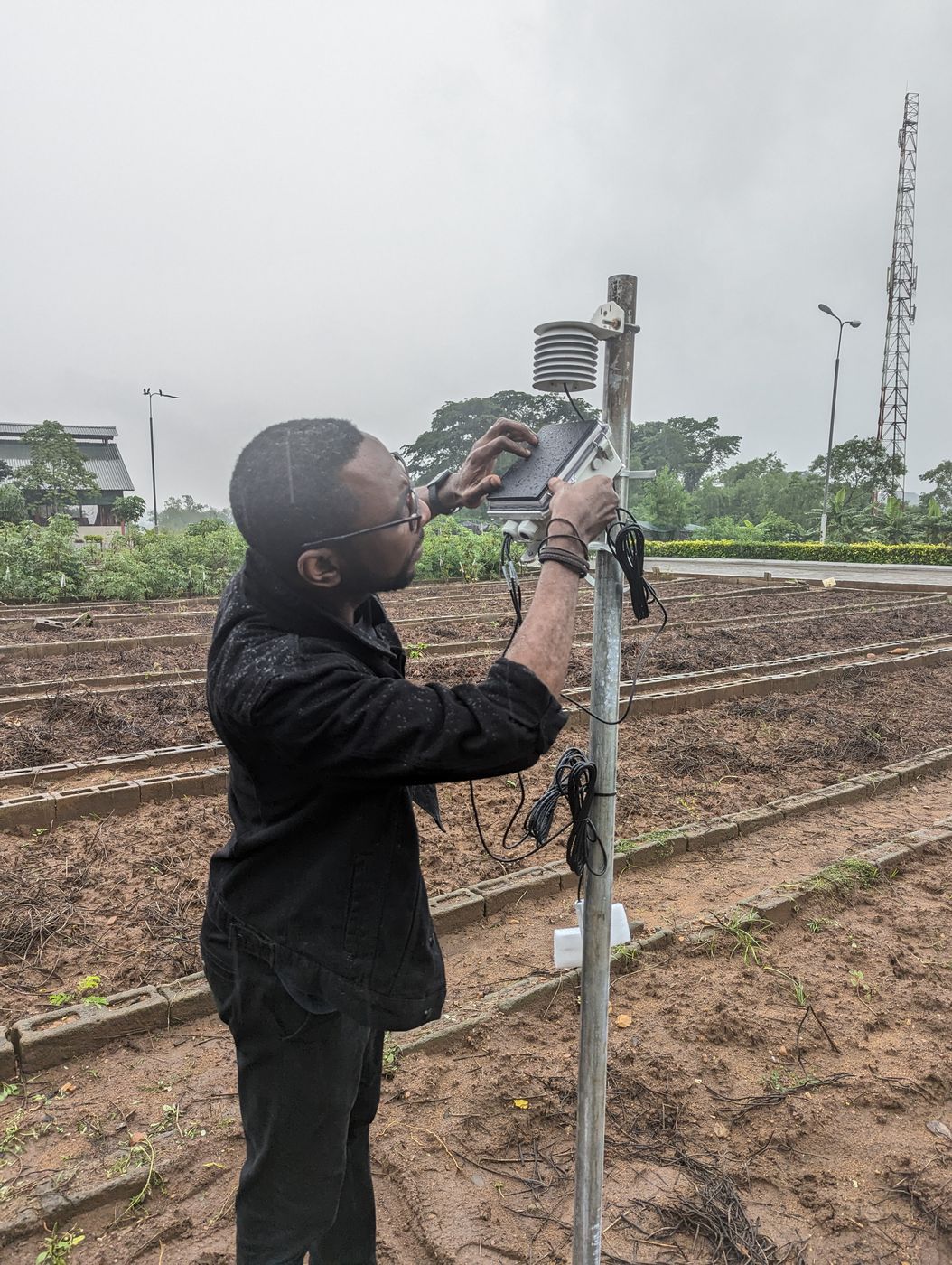 Temitope Odedeyi mounting a solar-powered weather station on a pole beside cassava trial plots