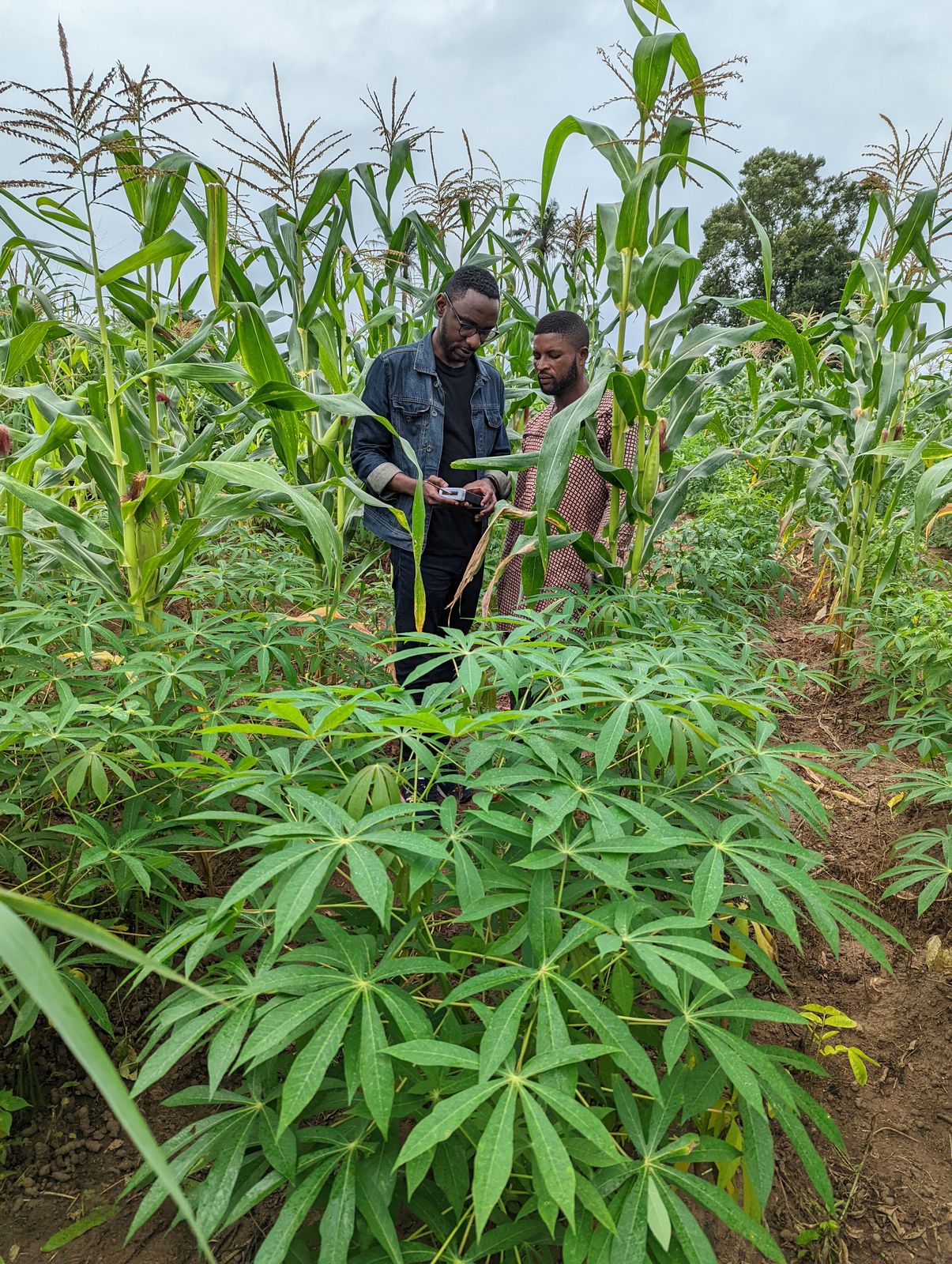 Temitope Odedeyi and a farmer looking at a handheld device in a plot of cassava intercropped with maize