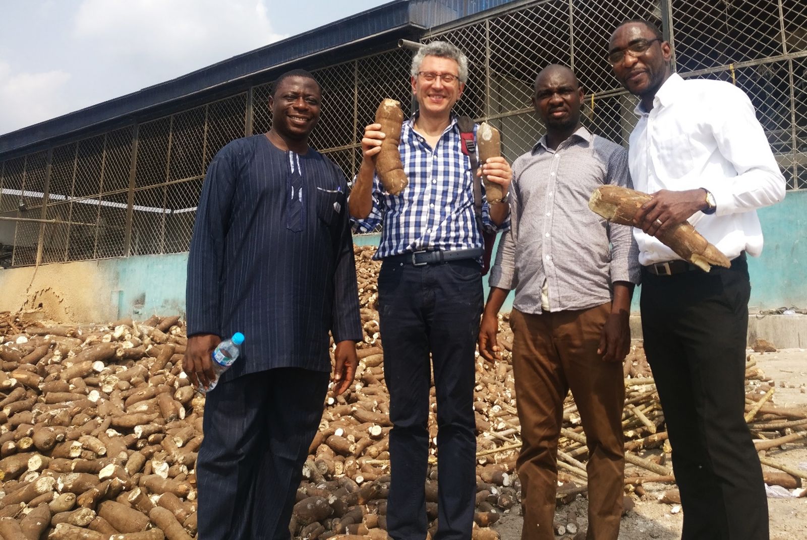 Four researchers holding cassava roots in front of a large pile of roots at a processing plant
